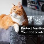 What Keeps A Cat From Scratching Furniture at Eugene Head blog