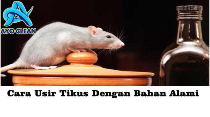 9 Cara Mengusir Tikus Menggunakan Bahan Alami Ramah Lingkungan ...