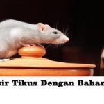 Cara Membuang Tikus Mati - YouTube