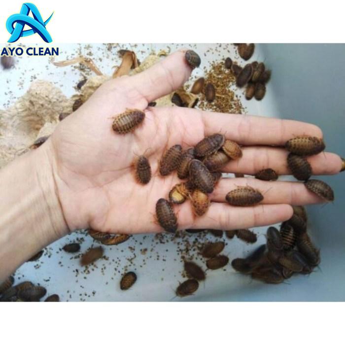 Jual kecoa dubia pakan reptil | Shopee Indonesia