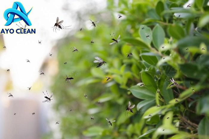 Cara mengusir lalat di ruangan terbuka