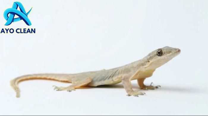 Hukum Kotoran Cicak dan Tata Cara Membersihkannya