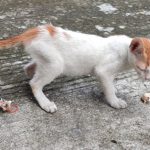 Cara menghilangkan bau kotoran tikus curut