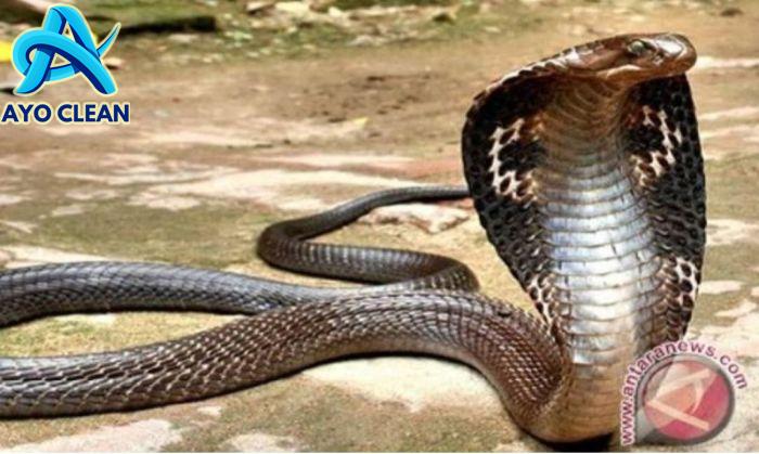 Cara Menangkap Ular King COBRA SNAKE - YouTube