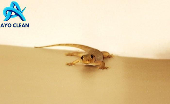 Kejatuhan Cicak Pertanda Apa? Ini Makna dan Hal yang Harus Dilakukan