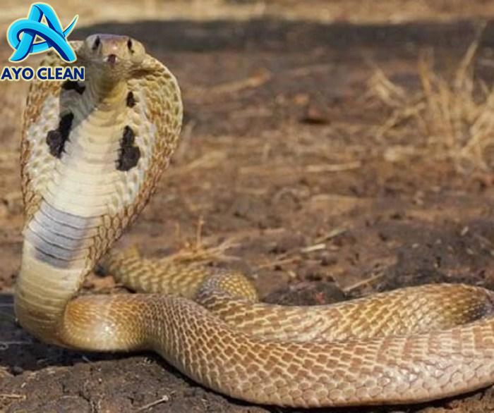 Warga Cicurug Tewas Digigit Kobra, Ini Cara Mencegah dan Mengusir Ular ...