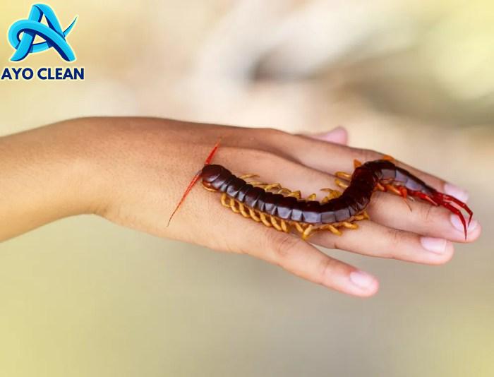 Cara mengobati gigitan kelabang