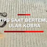 Tips Seputar Rumah: Cara Mengusir Ular di Dalam Rumah, Benarkah Ampuh ...