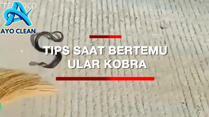 Tips Seputar Rumah: Cara Mengusir Ular di Dalam Rumah, Benarkah Ampuh ...
