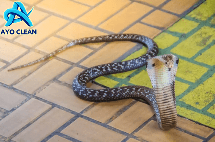 6 Cara Mengatasi Ular Kobra Masuk Rumah, Solusi Rumah Sering Didatangi ...