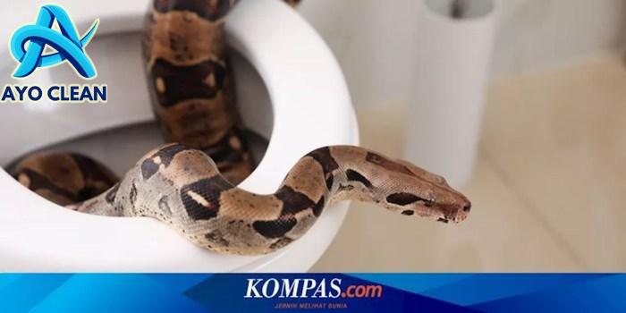 Cara Membunuh Ular Dengan Mudah, Simak Penjelasannya Untuk ...