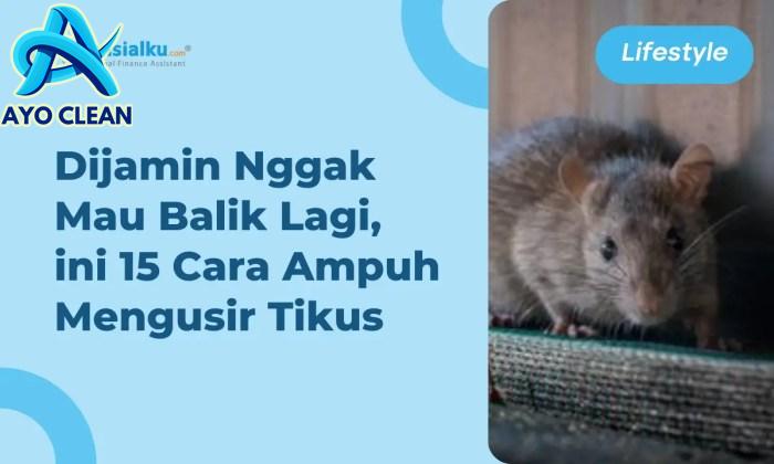 15 Cara Mengusir Tikus yang Paling Ampuh dan Mudah