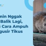 15 Cara Mengusir Tikus yang Paling Ampuh dan Mudah