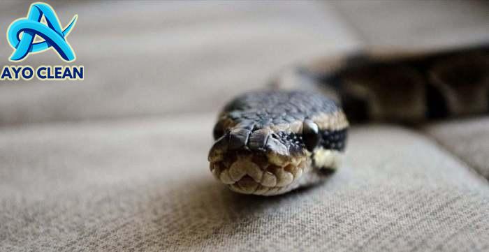 Menurut Ahli, Ini Cara Mencegah Ular Masuk Rumah, Jangan Dibunuh ...