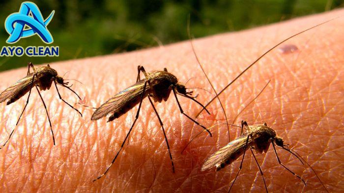 Cara Mengusir Nyamuk Dengan Aman | Fumida