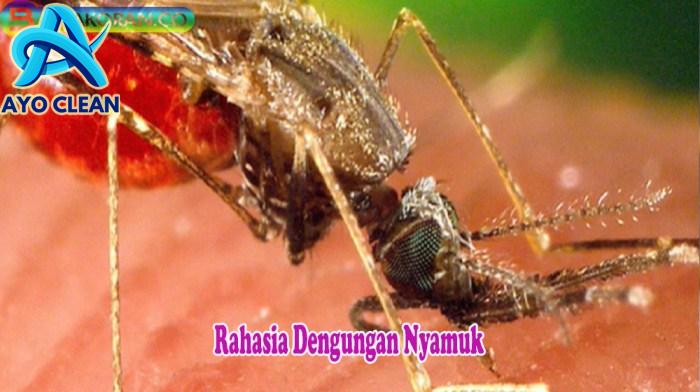 Serangga Keluar dari Telinga dengan Cepat: Pelajari Tips Ampuhnya ...