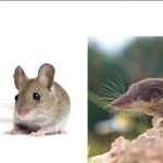 Sering Dikira Sama, Berikut Perbedaan Antara Curut Dan Tikus Serta Cara ...