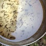 Wajib Jadi Perhatian, 4 Tempat Jentik Nyamuk Biasa Berkembang Biak