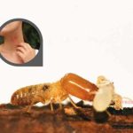 Apakah Rayap Bisa Menggigit Manusia? Ketahui Bahaya Rayap