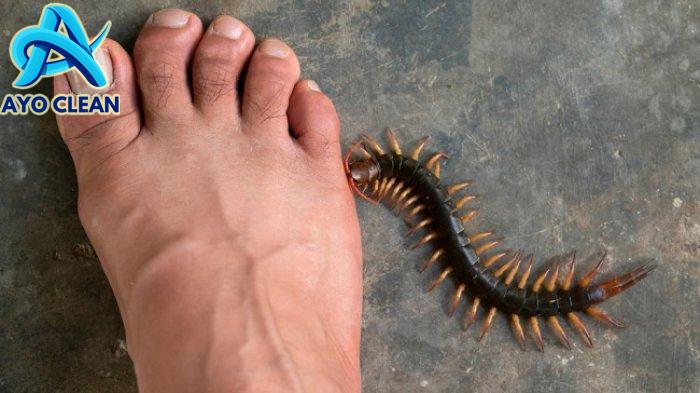 Arti Kelabang Masuk ke Dalam Rumah, Tak Selalu Pertanda Buruk, Ada ...