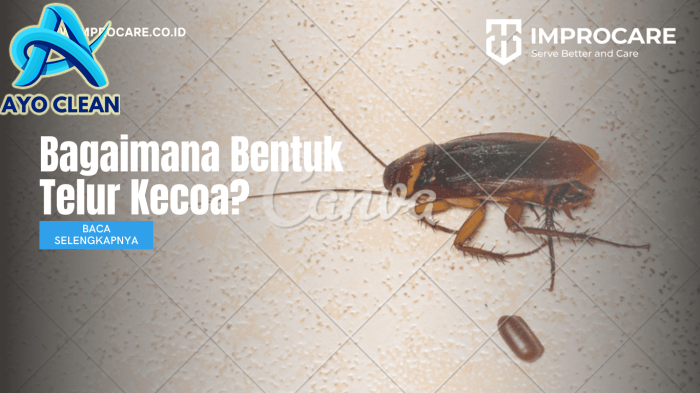 Bagaimana Bentuk Telur Kecoa? - PT Mahaka Improcare Indonesia