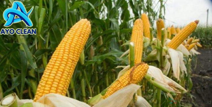 5 Cara agar Tanaman Padi Tidak Dimakan Tikus