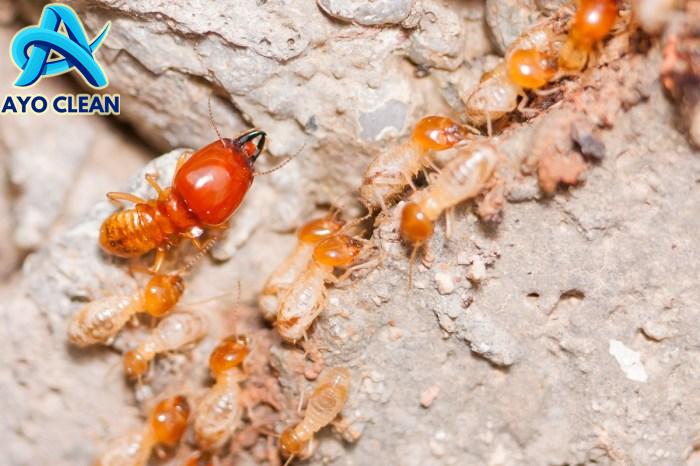 Cara Efektif Mencegah dan Membasmi Rayap di Rumah - Visit Jogja