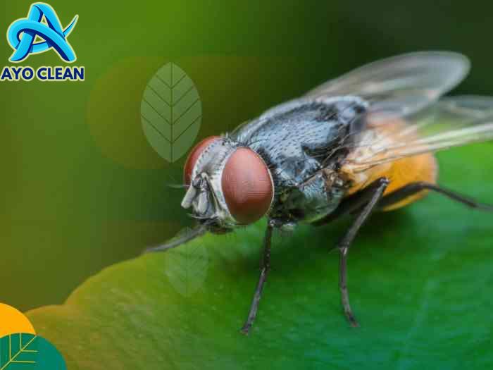 Cara mengatasi lalat buah pada cabe secara organik