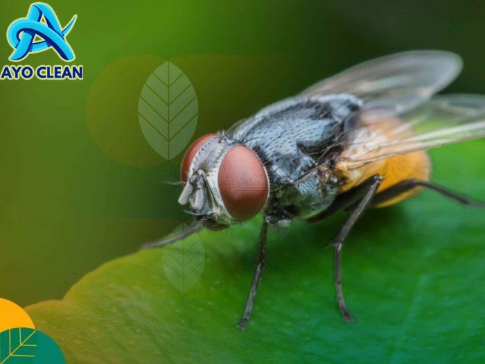 Cara mengatasi lalat buah