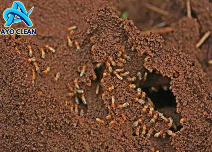 Manfaat Rayap : Lebih Dari Sekadar Hama