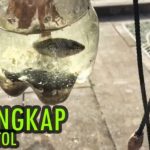 Cara membuat perangkap kecoa dari botol bekas
