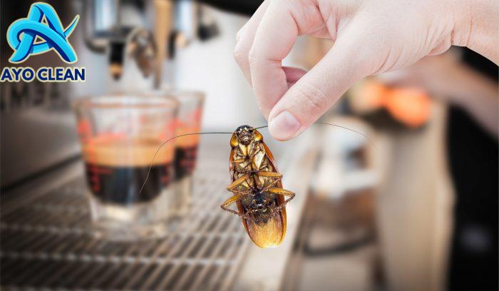 CARA MENGUSIR KECOA DENGAN BAHAN ALAMI - PT IKARI Shodoku Indonesia