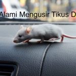 Cara Alami Mengusir Tikus Di Mobil Dijamin Ampuh! | Warta OTO