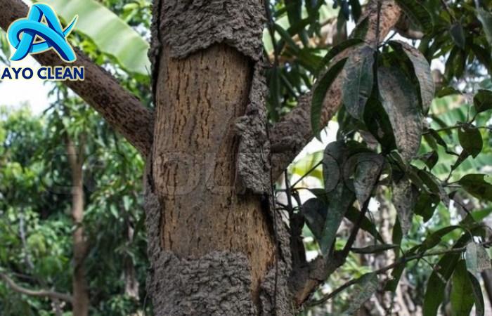 Cara Efektif Membasmi Rayap pada Tanaman Mangga : Jasa Anti Rayap ...