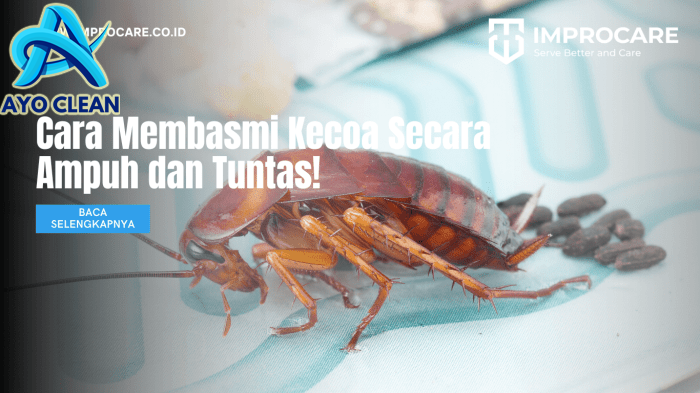 Cara Membasmi Kecoa Secara Ampuh dan Tuntas! - PT Mahaka Improcare ...