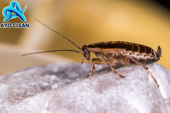 Cara membasmi kecoa