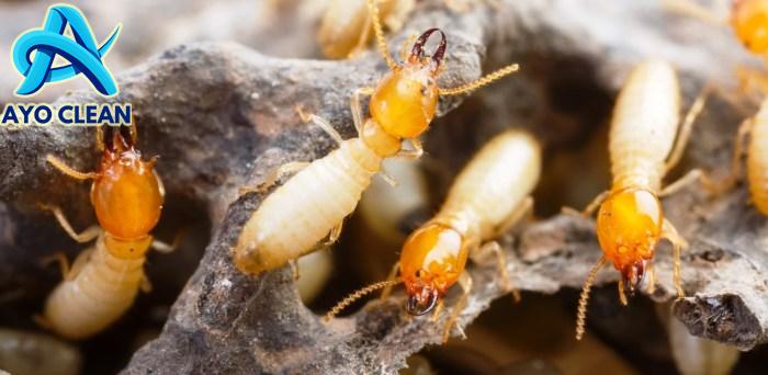 4 Cara Membasmi Rayap di Rumah dengan Mudah dan Efektif - MBAHYANTO.COM