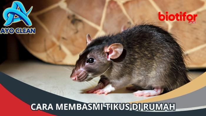 Cara Membasmi Tikus: Solusi Ampuh Masalah Tikus di Rumah - Biotifor