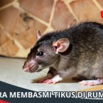 15 Cara Mengusir Tikus yang Paling Ampuh dan Mudah