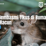 Cara Mengusir Tikus Dengan Mudah! - PT Mahaka Improcare Indonesia