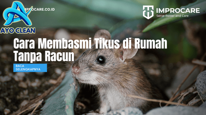 Cara Membasmi Tikus di Rumah Tanpa Racun - PT Mahaka Improcare Indonesia