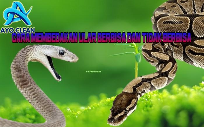 Viral Satpam Tewas Digigit Ular Weling, Begini Cara Bedakan Ular ...