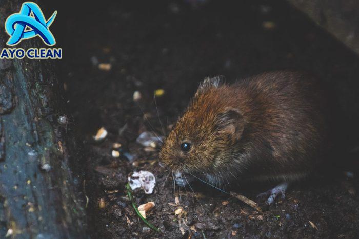 4 Cara Membersihkan Cat di Lantai, Ampuh dan Aman! – bTaskee