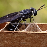 Cara memancing lalat bsf dari alam