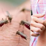 10 Cara Menghilangkan Nyamuk Secara Alami dan Praktis - BintoroPest