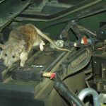 🔴Tips Cara ampuh mengusir tikus dari rumah dengan bahan alami - YouTube