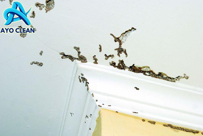 Cara Menghilangkan Bekas Rayap di Tembok - Online Luwu Raya