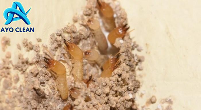 Cara Menghilangkan Rayap di Kayu, Kusen Pintu, dan Mebel dengan Aman ...