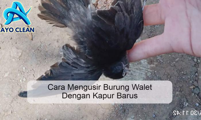 Cara Mengusir Burung Walet Dengan Kapur Barus