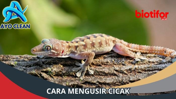 10 Cara Mengusir Cicak Dari Kamar dan Rumah Yang Efektif - BanyakCara